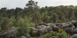 A Fontainebleau, forêt la plus visitée de France, les « coups de pouce » des forestiers pour faire face au réchauffement