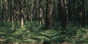 Comment les forêts s’adaptent-elles au changement climatique ? Posez vos questions à Albert Maillet, directeur des risques naturels à l’Office national des forêts