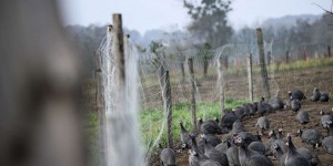 Grippe aviaire : les experts du Covars recommandent la vaccination des volailles « dès que possible »