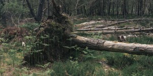 En images : les métamorphoses de la forêt, entre mort et renaissance