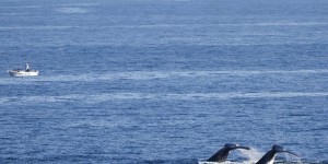 L’Islande suspend temporairement la chasse à la baleine au nom du bien-être animal