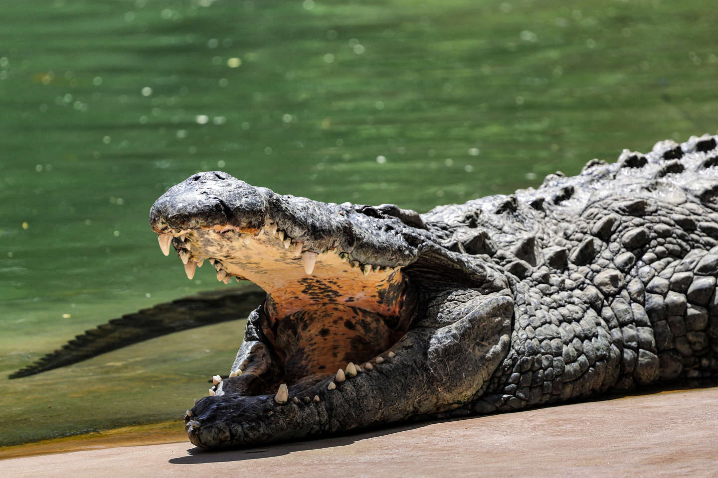 La Namibie va vendre une quarantaine de crocodiles après des attaques sur des humains