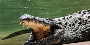 La Namibie va vendre une quarantaine de crocodiles après des attaques sur des humains