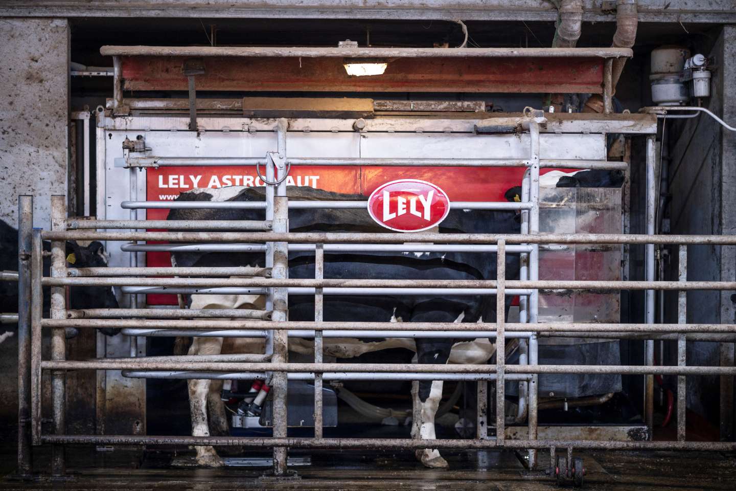 Dans le Nord, la traite des vaches s’expose en réalité virtuelle pour promouvoir les métiers agricoles
