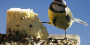 Pourquoi les oiseaux disparaissent-ils en masse ? Comprendre en trois minutes