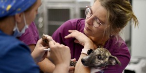« Aux urgences, la prise en charge d’un Golden Retriever sera bientôt meilleure que celle d’une personne âgée » : enquête sur le marché florissant des soins vétérinaires