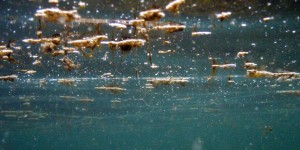 Alerte aux microalgues toxiques sur la côte basque