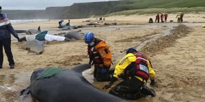 Plus de 50 baleines-pilotes ont trouvé la mort à la suite d’un échouage massif en Ecosse