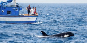 Dans le détroit de Gibraltar, la vendetta de l’orque Gladis