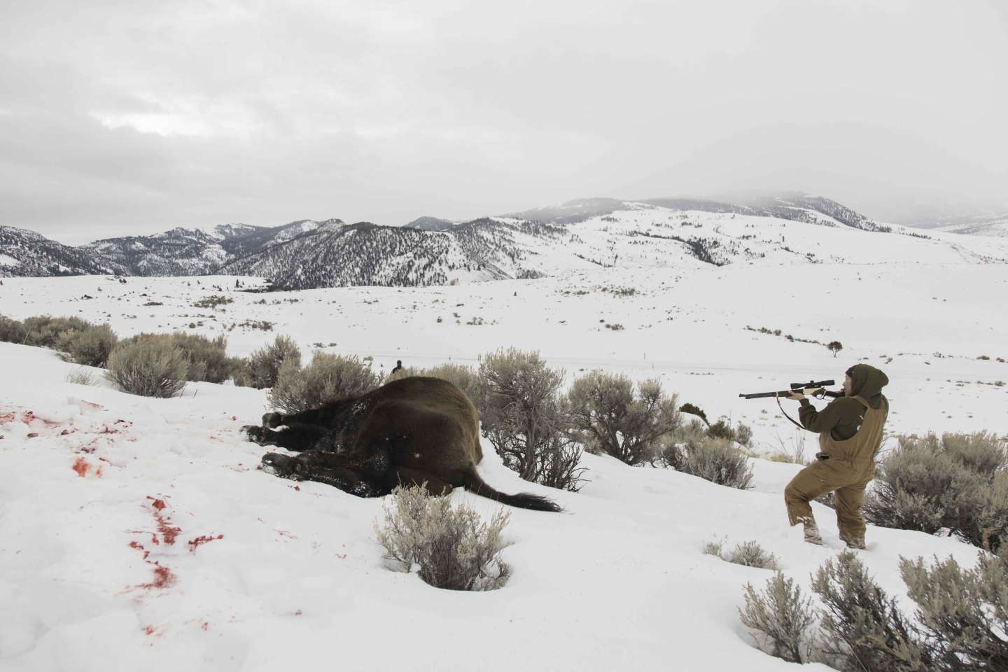 Aux Etats-Unis, aux abords du parc de Yellowstone, la chasse massive de bisons fait polémique