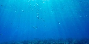 Exploitation des fonds marins : « Il est essentiel d’interrompre les opérations jusqu’à l’obtention de données scientifiques suffisantes »