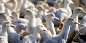 Grippe aviaire : le niveau de risque abaissé à « négligeable » en France