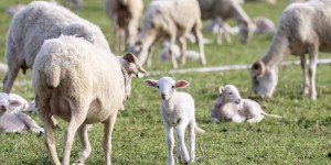 Matières premières : « Le bas de laine du mouton »