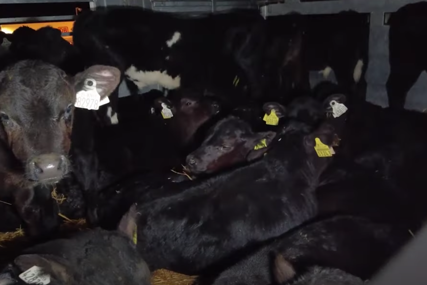 Transport d’animaux : des ONG accusent la France, les Pays-Bas et l’Irlande de mauvais traitement envers des veaux