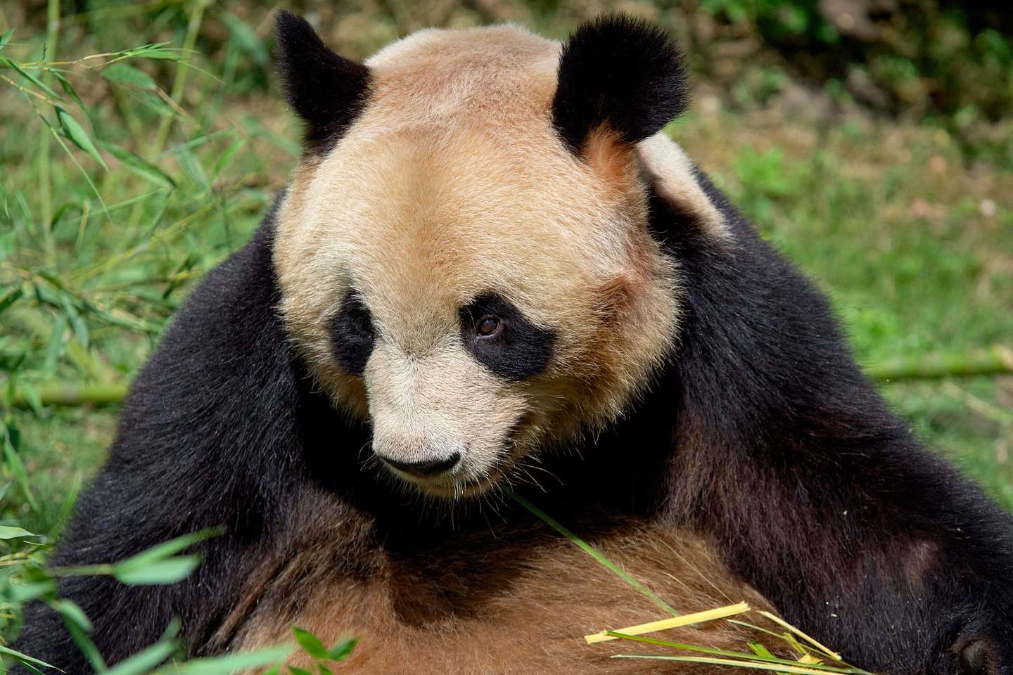 « Bon voyage Yuan Meng » : le panda star quitte le zoo de Beauval sous les applaudissements