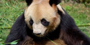« Bon voyage Yuan Meng » : le panda star quitte le zoo de Beauval sous les applaudissements