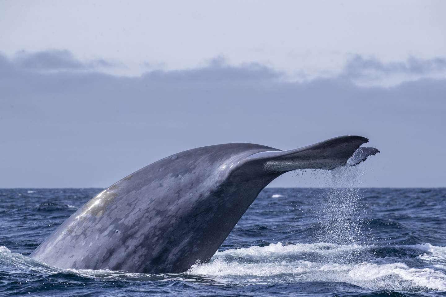 Les baleines n’étaient pas aussi nombreuses qu’on le pensait avant la pêche industrielle