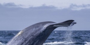 Les baleines n’étaient pas aussi nombreuses qu’on le pensait avant la pêche industrielle
