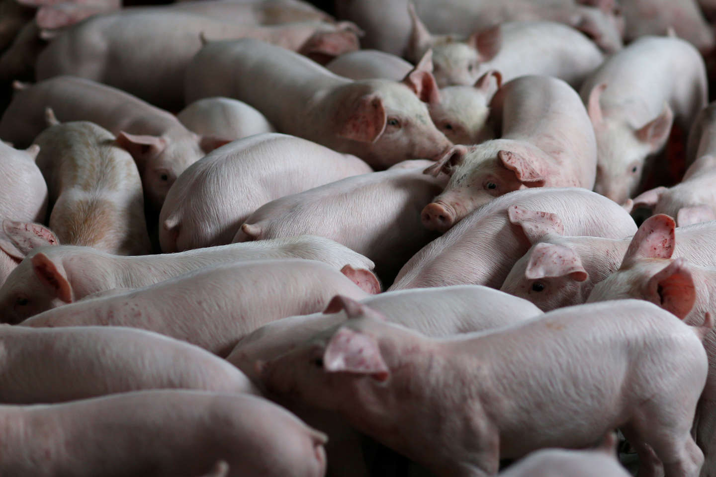 Bretagne : une éleveuse condamnée pour la coupe systématique des queues de cochons