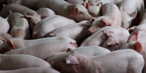 Bretagne : une éleveuse condamnée pour la coupe systématique des queues de cochons