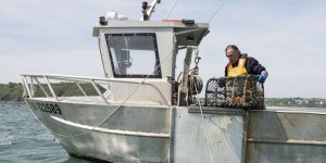 En Bretagne, les pêcheurs tentent de parer à la déferlante de prédateurs