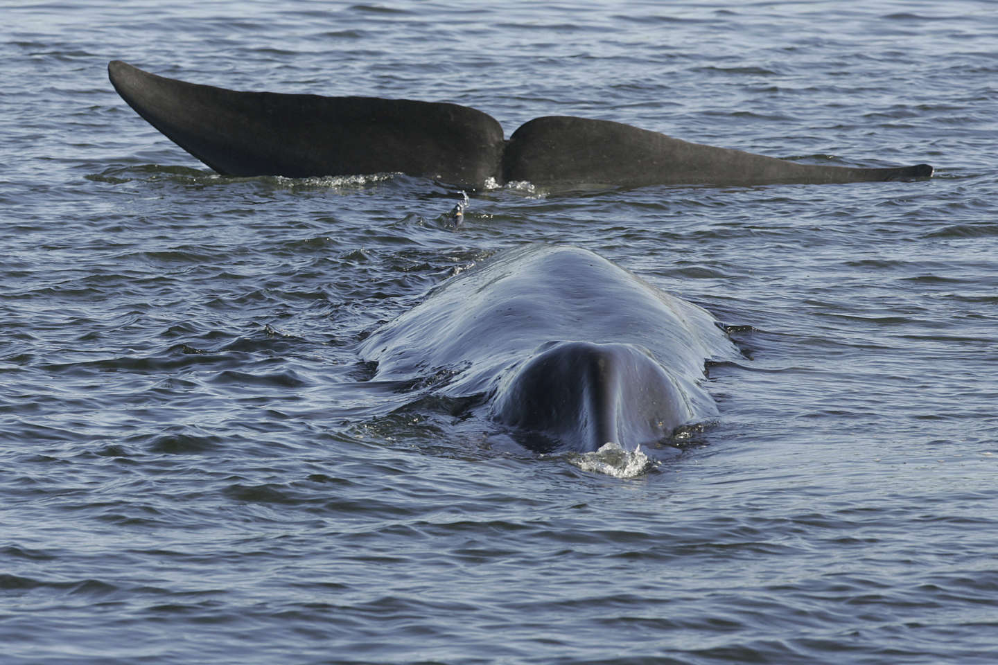 La chasse à la baleine peut reprendre le 1ᵉʳ septembre en Islande, sous conditions