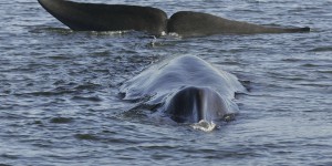 La chasse à la baleine peut reprendre le 1ᵉʳ septembre en Islande, sous conditions