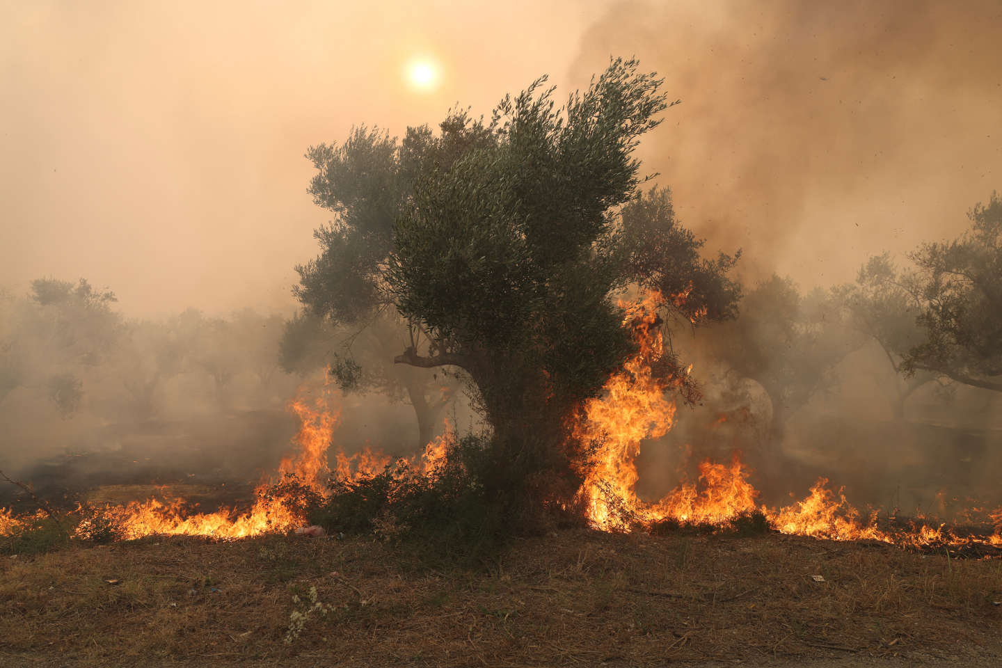 Incendies en Grèce : les nouveaux feux font au moins deux morts et contraignent de nombreux habitants à évacuer
