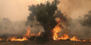 Incendies en Grèce : les nouveaux feux font au moins deux morts et contraignent de nombreux habitants à évacuer