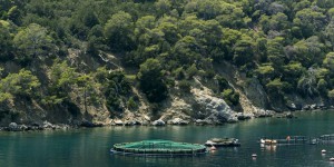 L’île grecque de Poros vent debout contre la croissance effrénée de la pisciculture