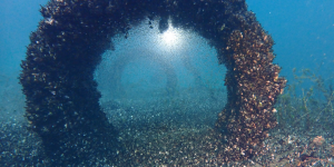 La moule quagga, un mollusque invasif qui menace l’équilibre des lacs alpins