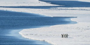 Les poussins de manchots empereurs décimés par la fonte de la banquise en Antarctique