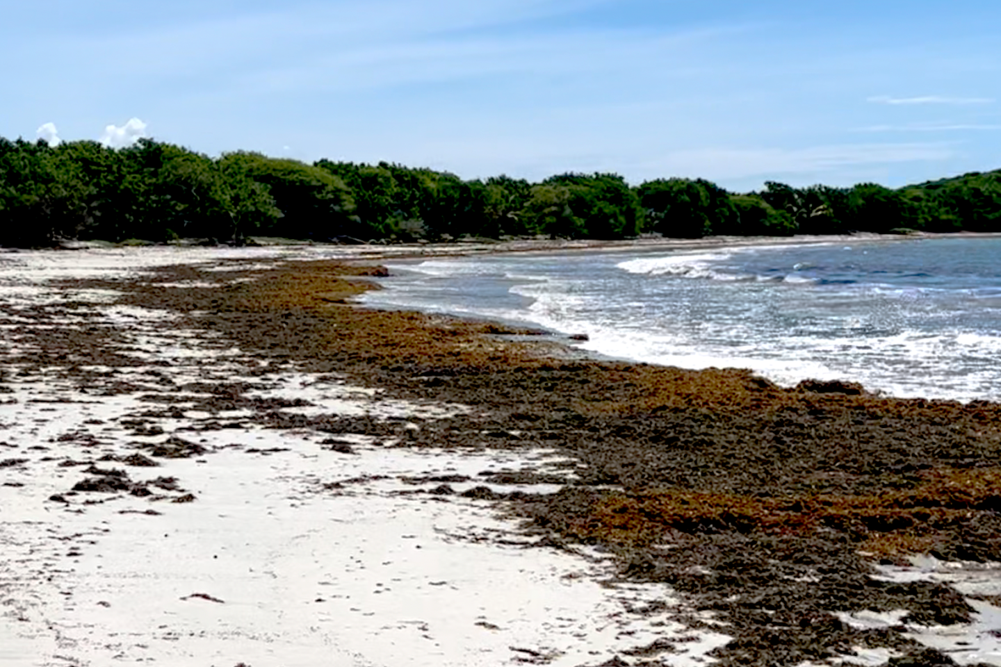 Algues sargasses : comment les Caraïbes tentent-elles de résister au fléau ? Comprendre en trois minutes