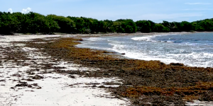 Algues sargasses : comment les Caraïbes tentent-elles de résister au fléau ? Comprendre en trois minutes