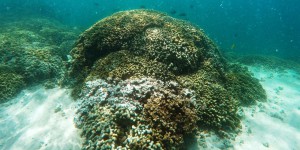 Aux Antilles, les coraux sous la menace d’un « blanchissement sévère » et d’un « risque de mortalité »