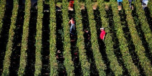 En Champagne, quatre vendangeurs morts en marge des récoltes