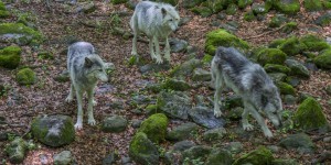 « Face à la pression nouvelle subie par les éleveurs, la politique nationale sur la prédation des loups doit être repensée »