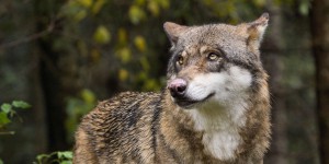 Dans le Maine-et-Loire et en Vendée, les pisteurs de loups échangent leurs indices sur Facebook