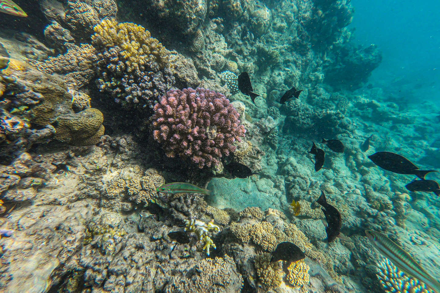 Métaux, pesticides, filtres UV et hydrocarbures présentent un risque pour les récifs coralliens