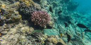 Métaux, pesticides, filtres UV et hydrocarbures présentent un risque pour les récifs coralliens
