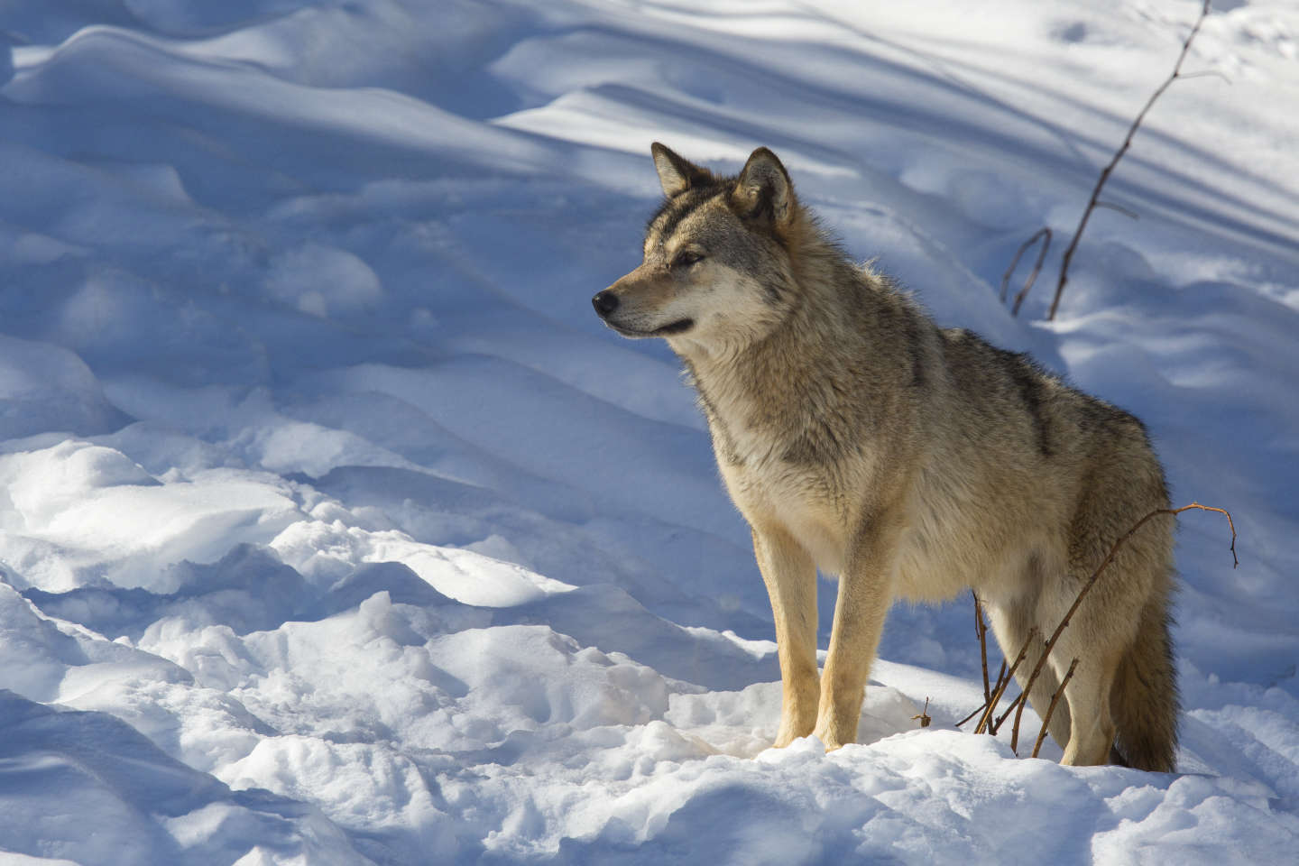 Projet de révision du statut de protection du loup : « Il est essentiel de revenir sur les rôles structurants des grands prédateurs sur les écosystèmes »