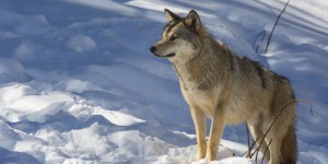 Projet de révision du statut de protection du loup : « Il est essentiel de revenir sur les rôles structurants des grands prédateurs sur les écosystèmes »