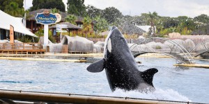 Protection animale : les ONG redoutent que les orques du Marineland d’Antibes soient transférées vers un autre pays