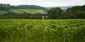 En raison du réchauffement climatique, le vin prospère dans la verte Angleterre