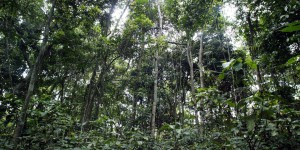 « Nous avons besoin de politiques ambitieuses et d’Etats de droit pour arrêter la déforestation mondiale »