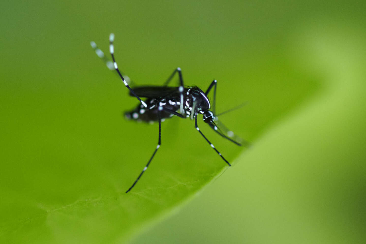 Dengue : un cas autochtone recensé pour la première fois en Ile-de-France