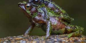 Le dérèglement climatique menace de plus en plus les amphibiens, dont 41 % risquent l’extinction