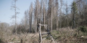 Dans la forêt française, une mortalité en hausse de 80 % en dix ans et des dépérissements massifs