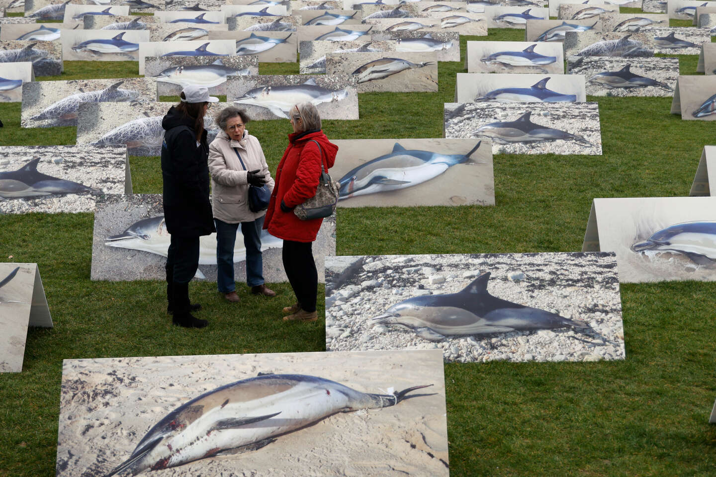 Pour freiner l’hécatombe de dauphins, le gouvernement restreint la pêche dans le golfe de Gascogne