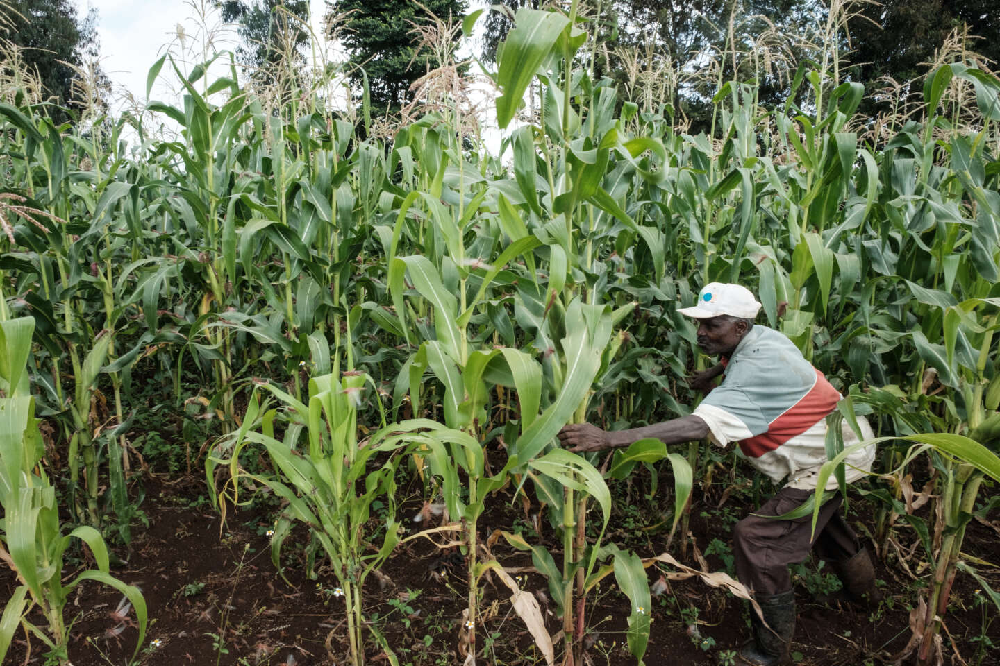 Au Kenya, un tribunal rejette une plainte contestant l’autorisation des OGM